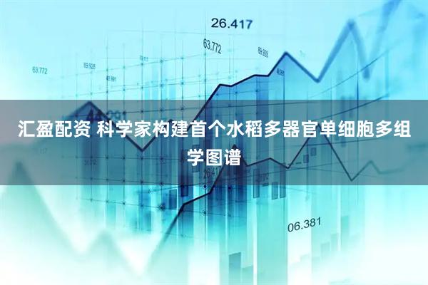 汇盈配资 科学家构建首个水稻多器官单细胞多组学图谱